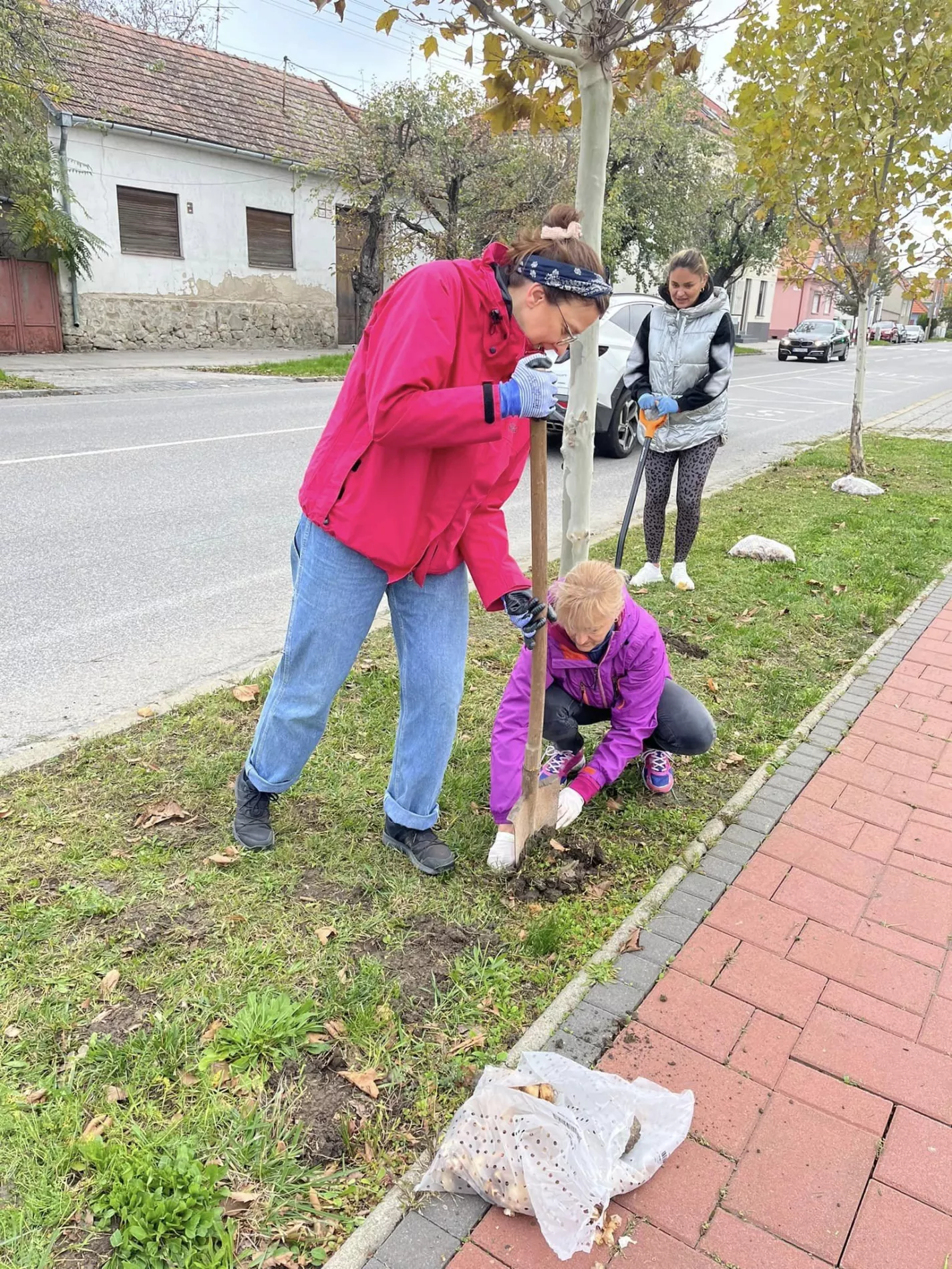 Zamestnanci miestneho úradu vysadili viac ako 6 tisíc narcisov